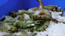 Fresh pud tiger shrimp,peeled shrimp