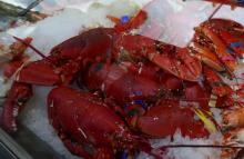 cooked lobsters, part lobsters