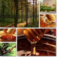 100% Natural Pure Honeydew ( Forest ) Honey from Bulgaria Ecological Regions High Quality