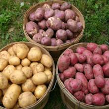 EXCELLENT- Holland Potato/yellow- holland -potato/Fresh Irish potatoes