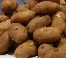 Best -Quality- fresh irish -potatoes-