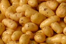 2017- new crop fresh irish potato-