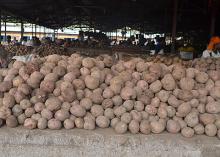 Fresh- Irish potatoes- With Low Prices-