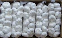 Low Price Natural Garlic