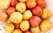 -Quality -Fresh Irish- Potatoes for b ulk export-