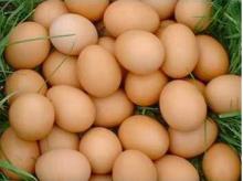 PURE INDIAN COUNTRY CHICKENS HATCHING EGGS(AL-NOOR 100)