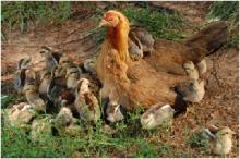 ORIGINAL COUNTRY CHICKENS DAY OLD CHICKS