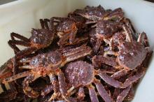 Red King Crab