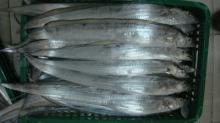 Whole Round Frozen Ribbonfish