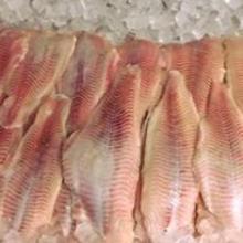frozen mackerel fish, frozen horse mackerel fish, frozen hake fish, frozen red seabream fish, frozen