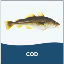 COD,frozen mackerel fish, frozen horse mackerel fish, frozen hake fish, frozen red seabream fish, fr