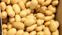 Hot sale/ artificial   vegetable  fake .//foam potatoes