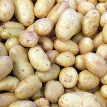 Fresh potato /yellow Irish Potatoes