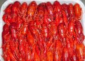 crawfish,Alaska Pollock,Atlantic Halibut,COD,frozen mackerel fish, frozen