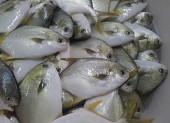 Golden Pomfret,Atlantic Halibut,COD,frozen mackerel fish, frozen