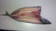 Pacific Mackerel,Alaska Pollock,Atlantic Halibut,COD,frozen mackerel fish, Redfish,pacific cod