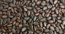 High Grade Cocoa Beans and Cocoa Nibs