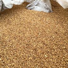 Whole  Barley 