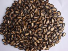 watermelon seeds