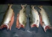 pink salmon,crawfish,Alaska Pollock,Atlantic Halibut,COD,frozen mackerel fish, Redfish,pacific cod