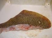 skate fish,,alaskan pollok,frozen chum salmon,