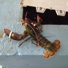 pink salmon,crawfish,lobster fish,capelin fish,COD,frozen mackerel fish,