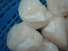 Deepwater Prawn,frozen mackerel fish, frozen horse mackerel fish, frozen hake fish, frozen Scallop