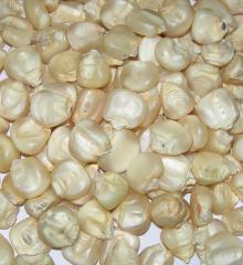 White Corn