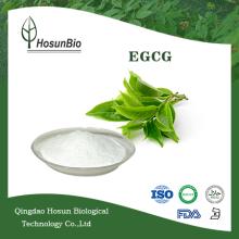 Organic Green Tea Pure Natural EGCG 90% 95% 98%