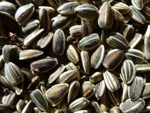 Wholesale sunflower seeds with competitive price
