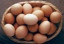 Fresh Table Chicken Eggs ( Brown and White)
