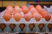 Quality  White  Table  Eggs   Export ers