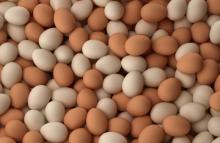 Broiler Chicken Eggs