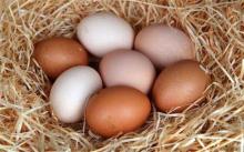 Fertile Ostrich Eggs and Chicks for Sale