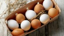 Fresh Chicken Table Eggs , Chicken Eggs price , yellow yolks white chicken eggs price in bulk