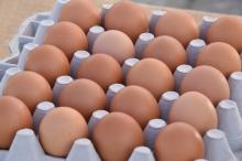 Chicken  Eggs  Brown and White XL SIZE 73 Gr and Higher 10pcs  Packing 