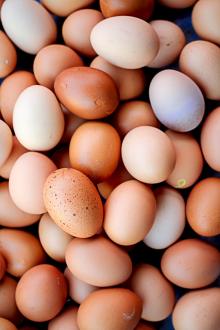 sell Organic Fresh Chicken Table Eggs & Fertilized Hatching Eggs, White and Brown eggs