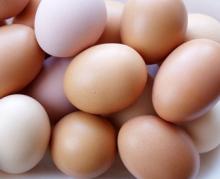 sell Chicken egg Large medium and small size chicken egg fresh and fertile eggs