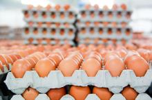 sell Emu eggs