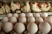 elling Organic Fresh Chicken Table Eggs & Fertilized Hatching Eggs, White and Brown eggs