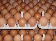 buy/Organic Fresh Chicken Table Eggs & Fertilized Hatching Eggs