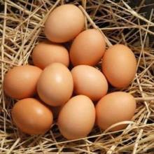  FRESH ,,,FARM  FRESH   WHITE   EGGS  /  FRESH   WHITE   TABLE   EGGS  / CHICKEN  EGGS 