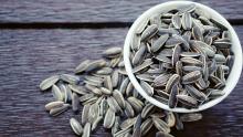 high quality sunflower seeds for sale at good price