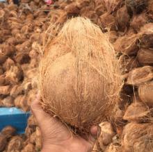Semi Husked Coconut