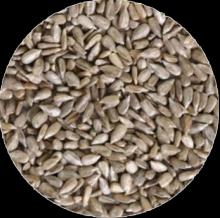 Sunflower Seeds