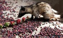 Sell LUWAK GROUND COFFEE - VIETDELI