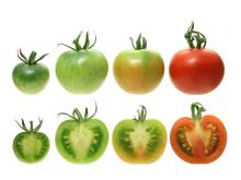 Best Quality Fresh Big Size juicy Indian Tomato