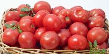 common fresh tomatoes cheap price Wholesale best tomatoes from egypt