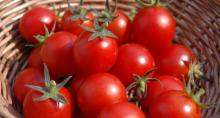 Exporting Red Color Fresh Tomato/Cheap Tomatoes/Bulk tomatoes