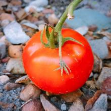 Fresh tomato- export prices high -quality with -best price